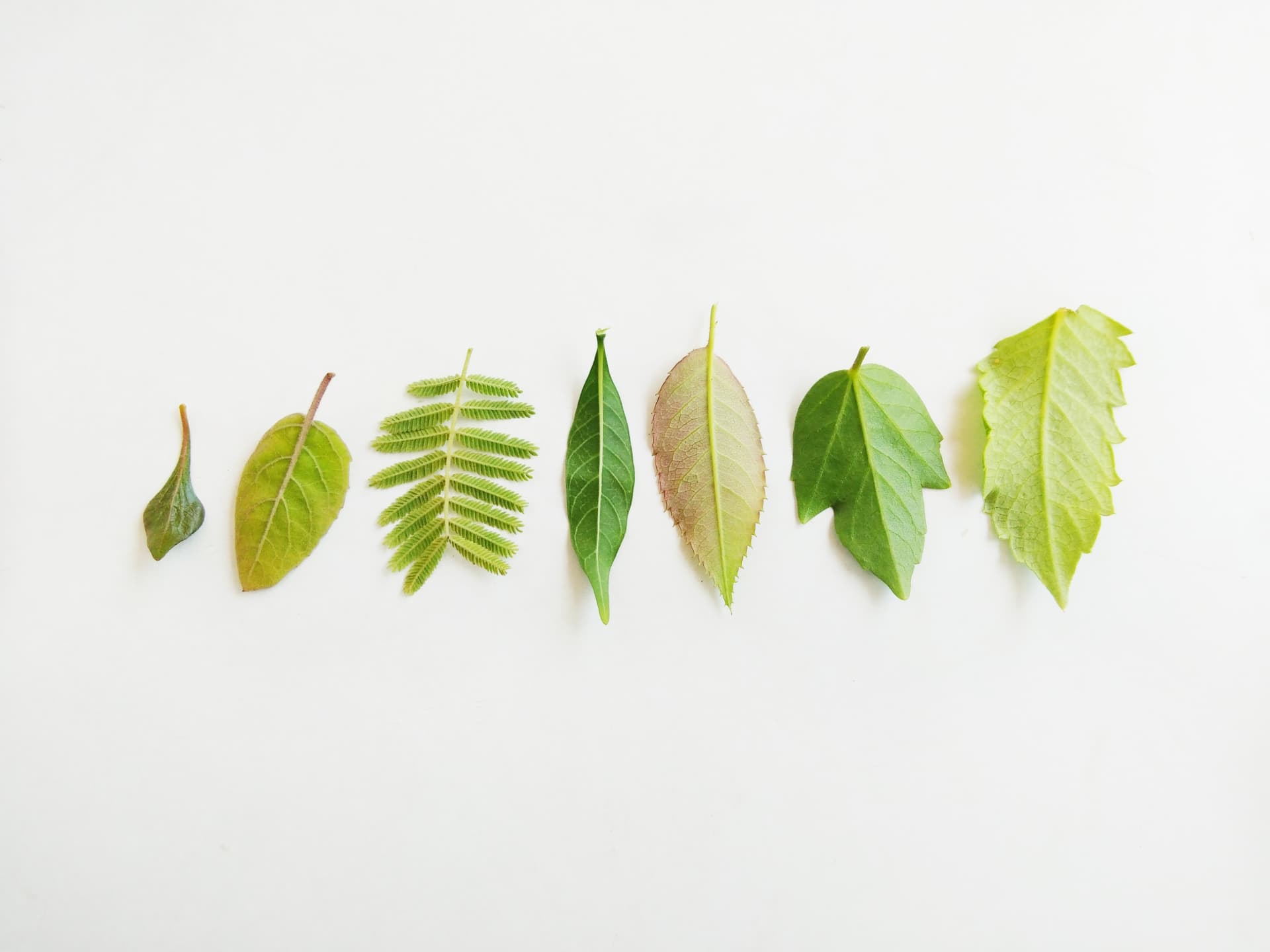 Leaf
