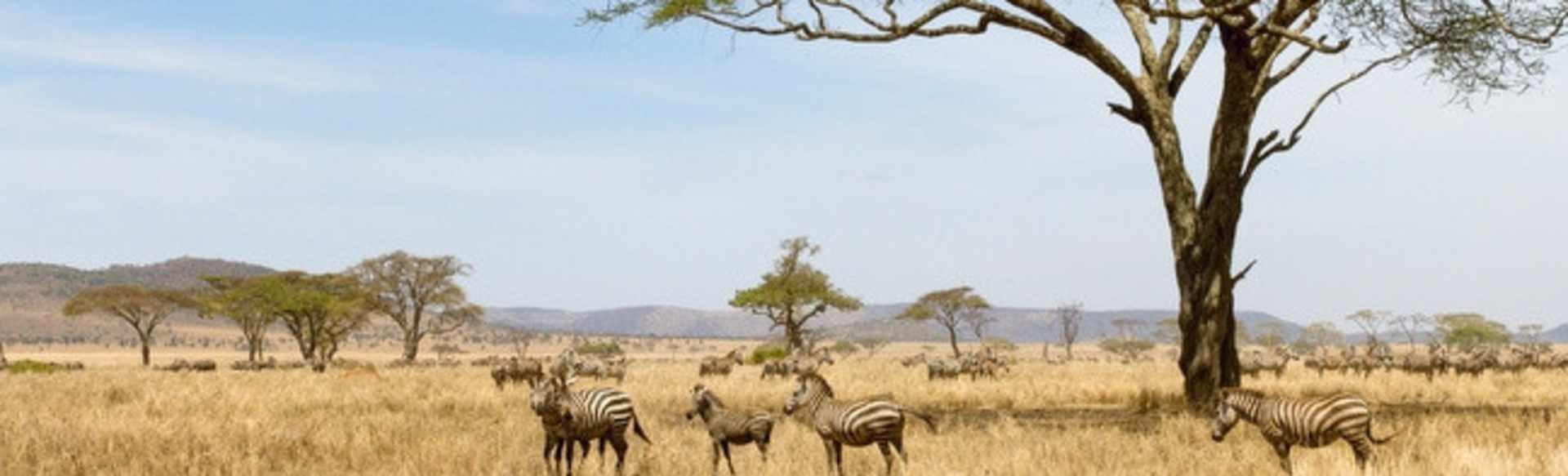 The University of Zambia ECAMPUS MBA στη Διοίκηση Ανθρώπινου Δυναμικού