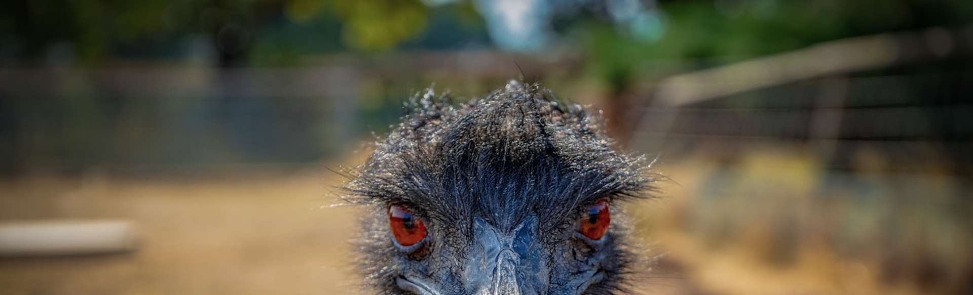 Emu School for Unicorns Δοκιμή Αποθήκευση