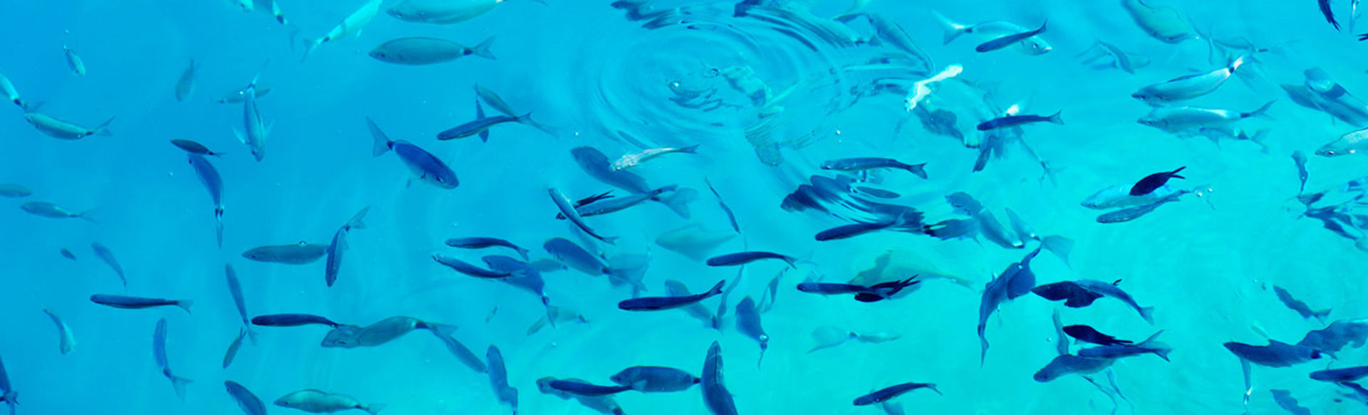 University of Padova Master in Marine Biology