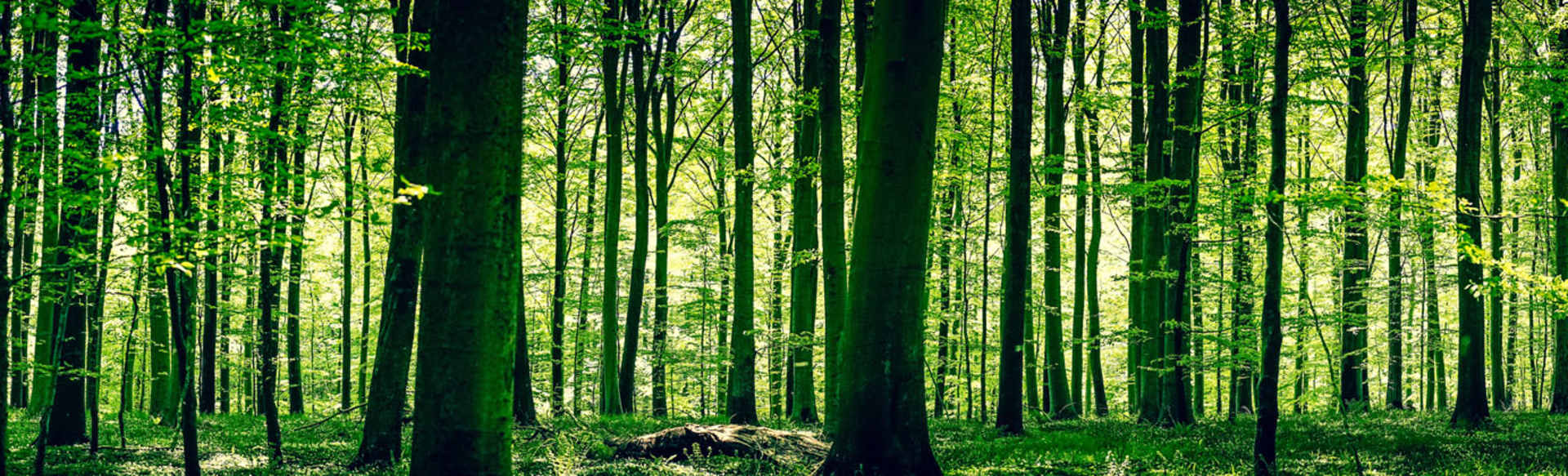 University of Padova Master of Science in Forest Science