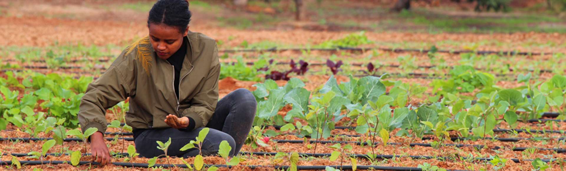 The Hebrew University of Jerusalem Mestrado em Agricultura, Recursos Naturais e Meio Ambiente