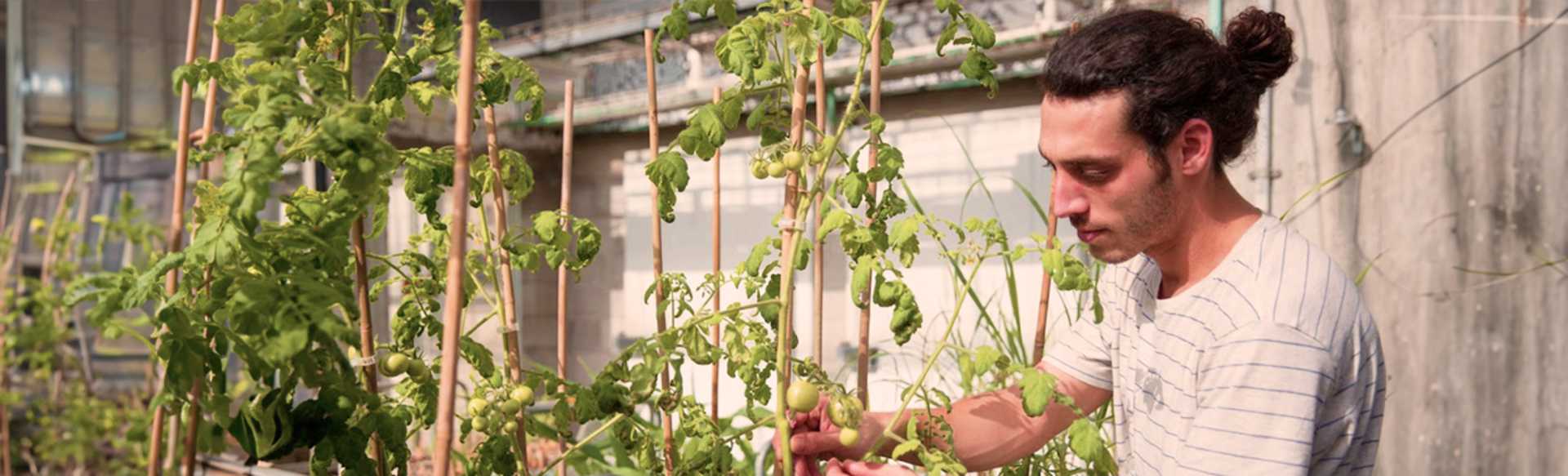 The Hebrew University of Jerusalem MSc in Horticulture