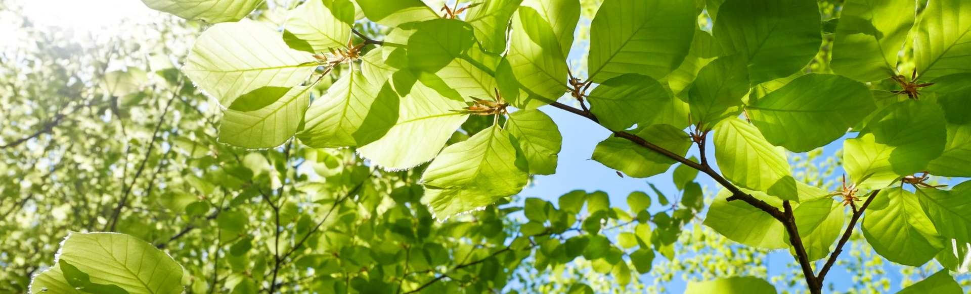 Swedish University of Agricultural Sciences Mestrado em Euroforester