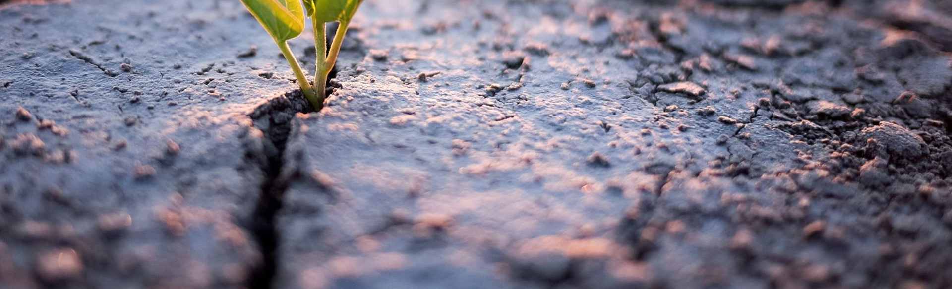 Swedish University of Agricultural Sciences Mesterek a fenntartható fejlődésből