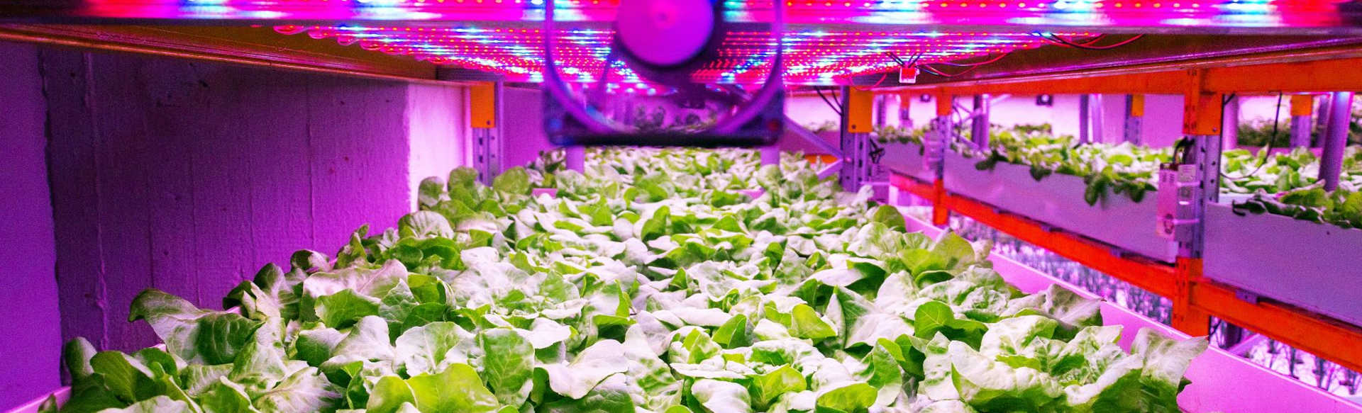 Swedish University of Agricultural Sciences Kertészeti tudományok mestere