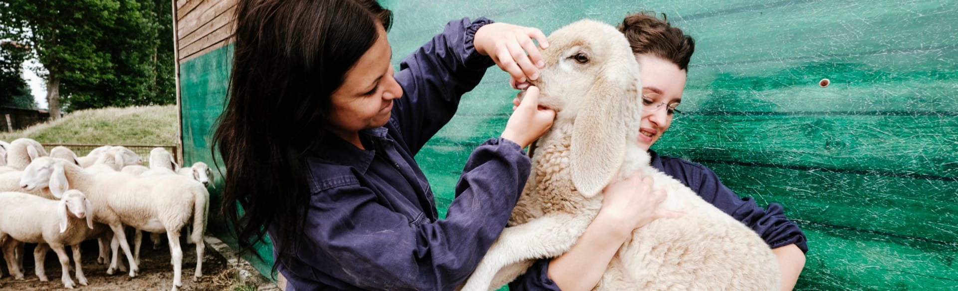 University of Torino Máster en Nutrición Animal y Seguridad de los Piensos