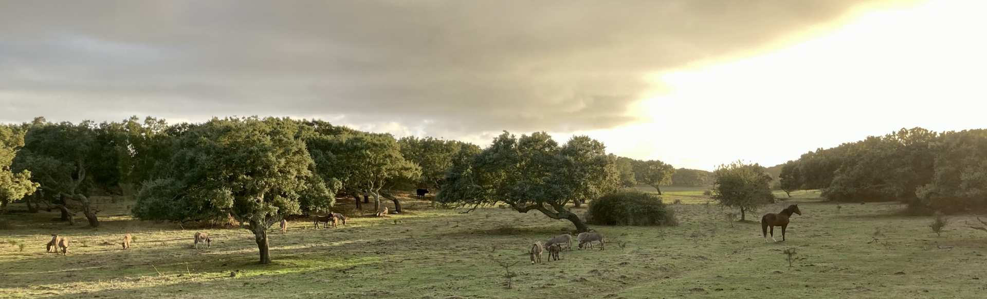 Università degli Studi di Sassari - Department of Chemical, Physical, Mathematical and Natural Sciences Master's in Environmental Conservation, Restoration and Sustainability