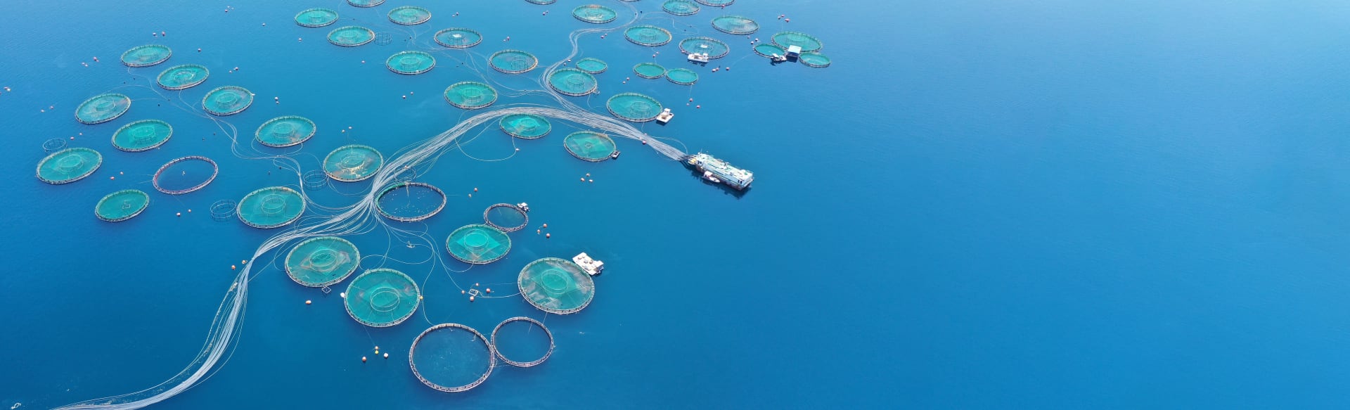 Universitat de Barcelona Master's Degree in Aquaculture