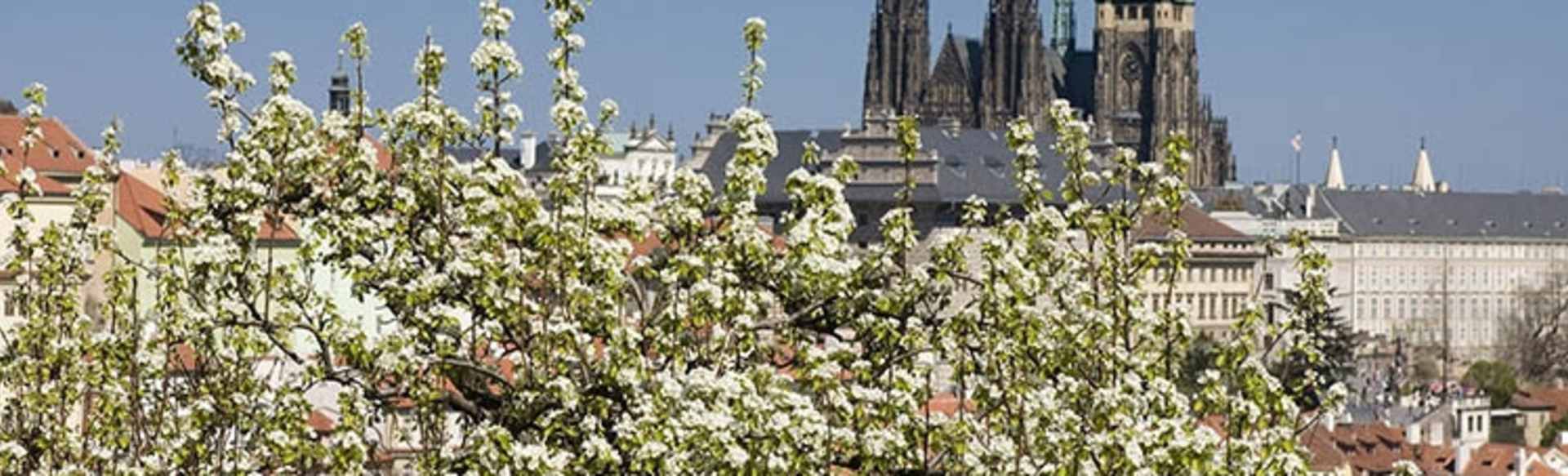 Charles University Second Faculty of Medicine PhD in Human Physiology and Pathophysiology