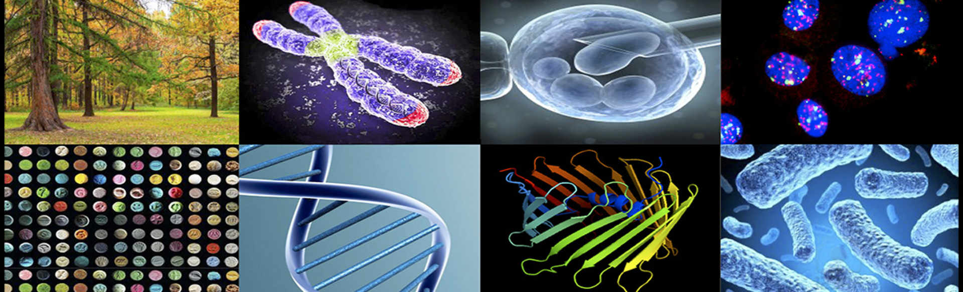 University of Pavia Master's Degree in Molecular Biology and Genetics