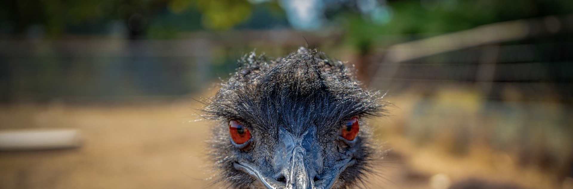 Emu School for Unicorns