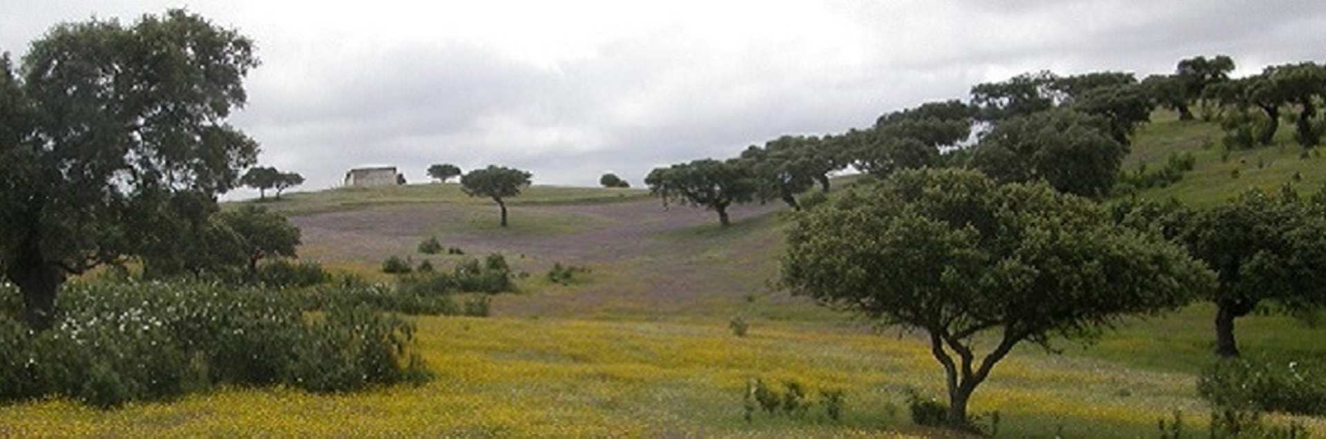 University of Lisbon - Medfor