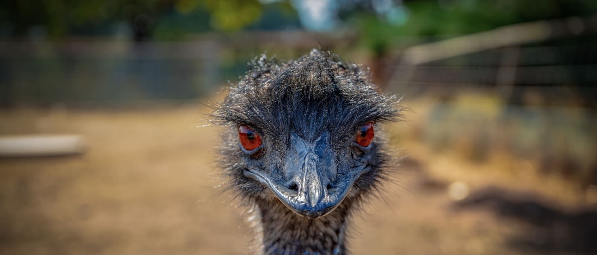 Emu School for Unicorns
