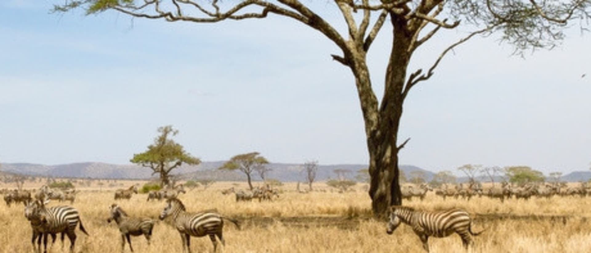 The University of Zambia ECAMPUS