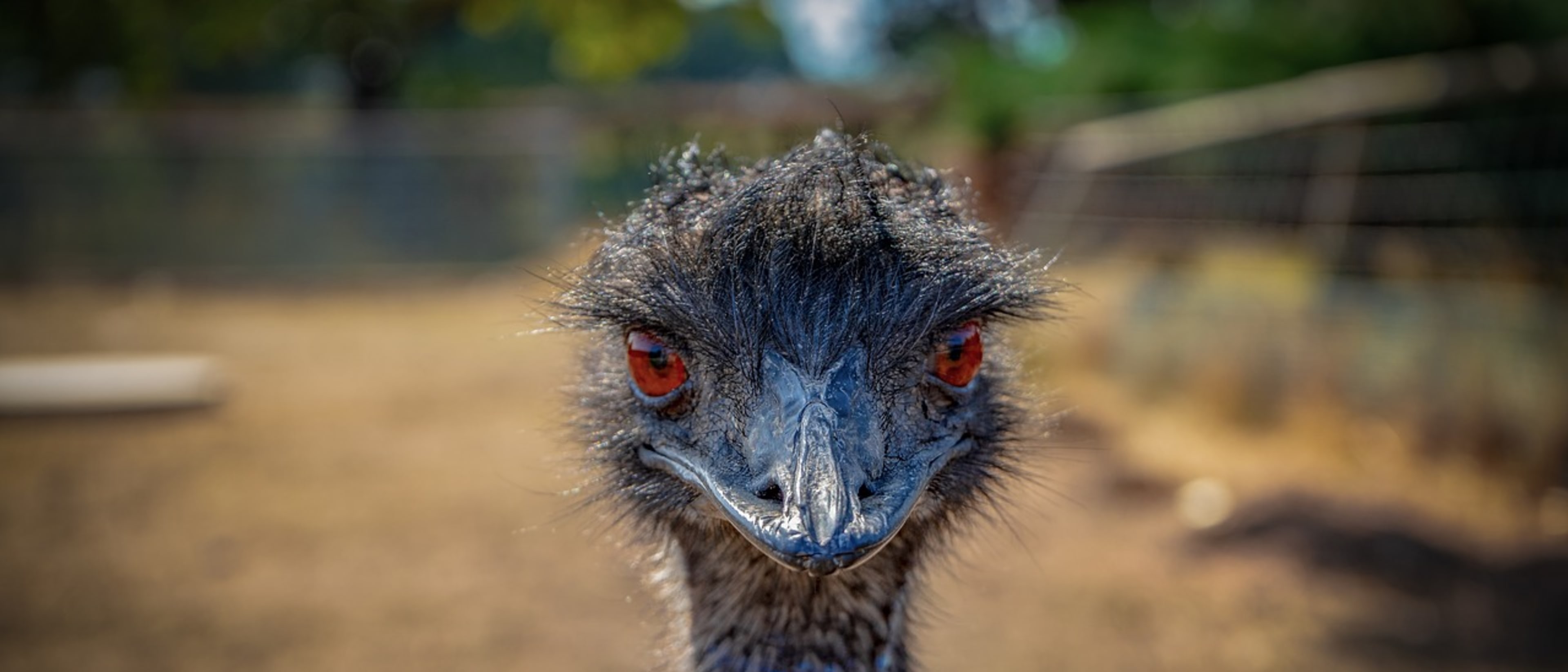 Emu School for Unicorns
