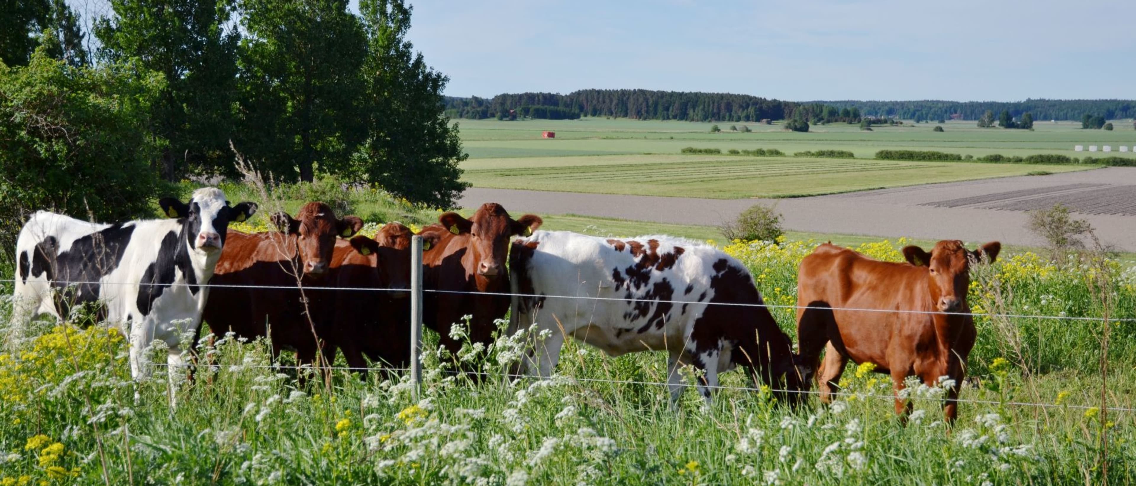 Swedish University of Agricultural Sciences