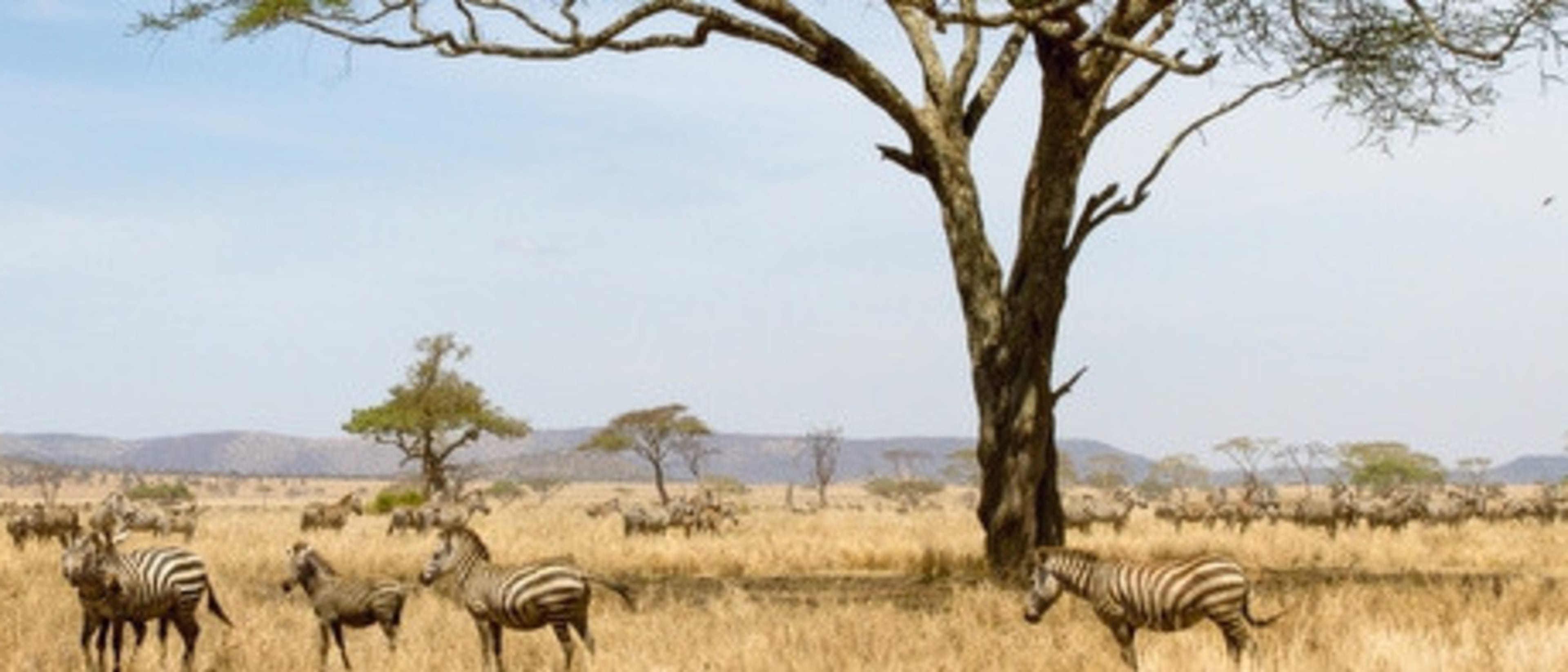The University of Zambia ECAMPUS