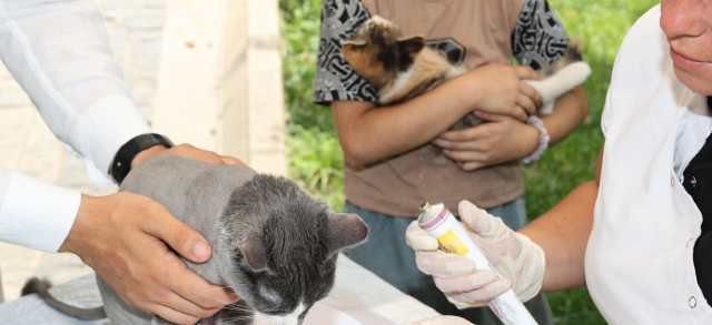 In der Veterinärmedizin bekommt eine graue Katze auf dem Tisch von einer Fachkraft mit Handschuhen etwas verabreicht, im Hintergrund hält jemand eine bunte Katze.