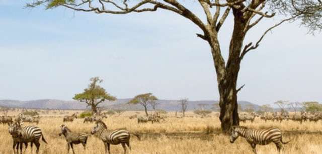 The University of Zambia ECAMPUS
