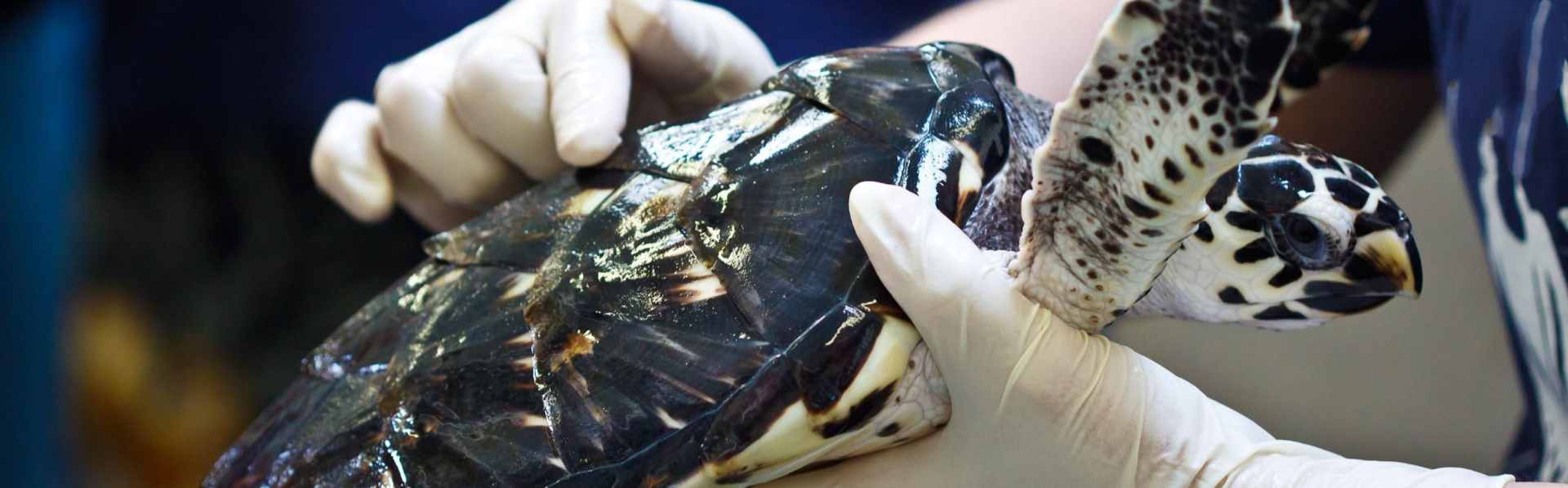 Twelve Interdisciplinary Studies for Marine Conservation
