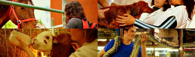 Cover photo for Doctor of Veterinary Medicine