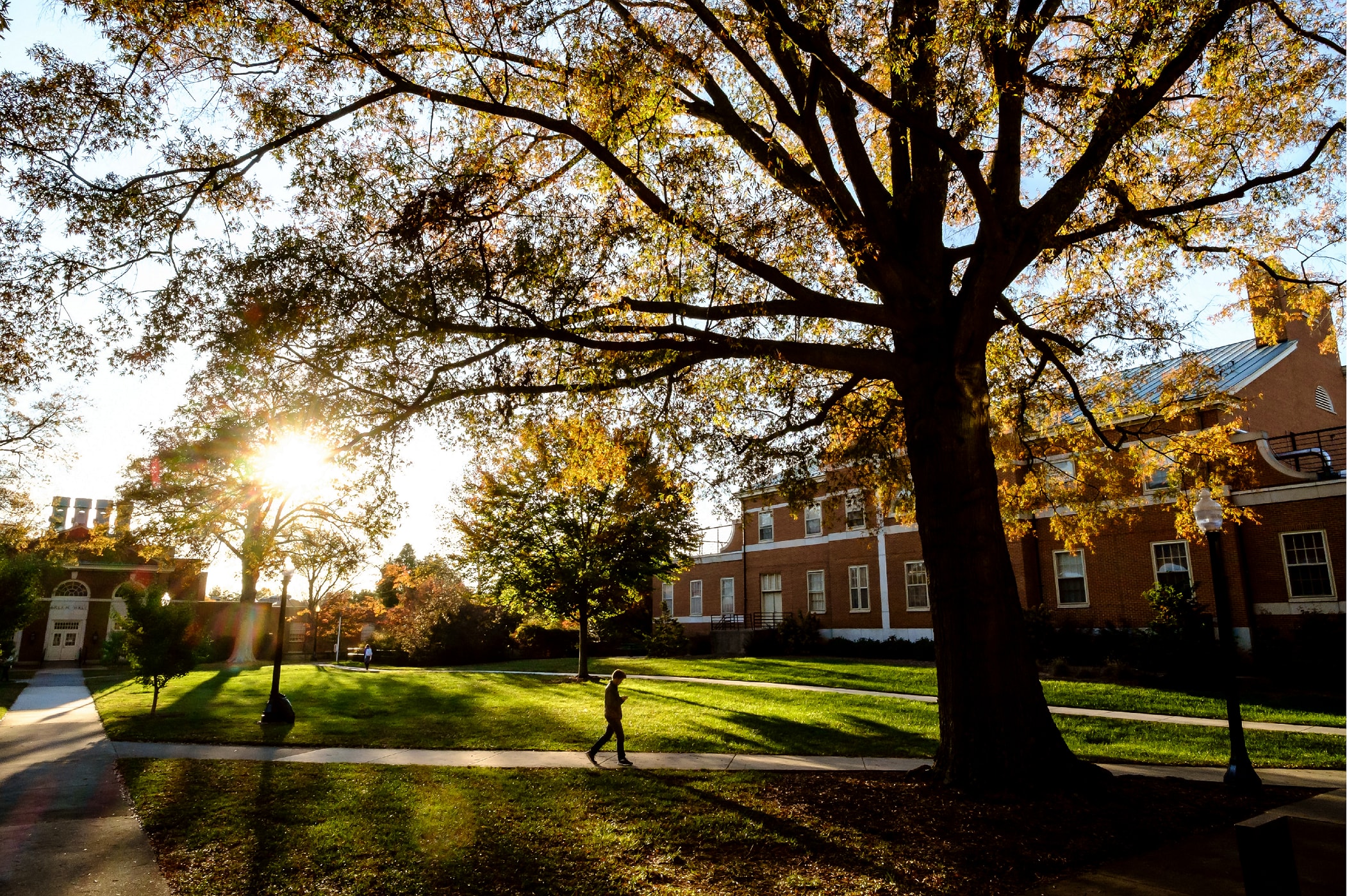 Forest university