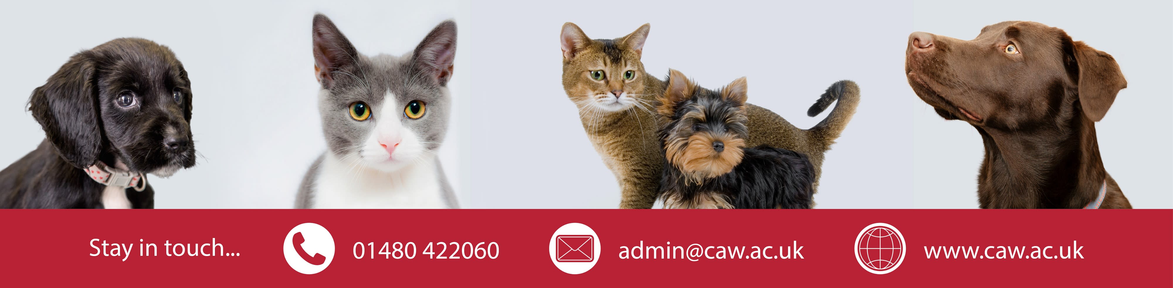 The College Of Animal Welfare In United Kingdom