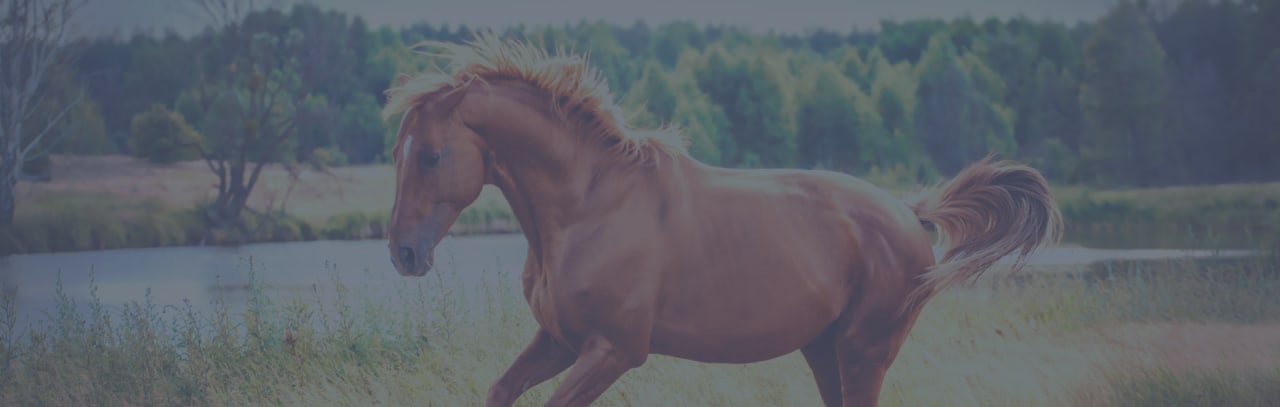 Contact Schools Directly - Compare multiple Online Programs in Equine Studies 2023