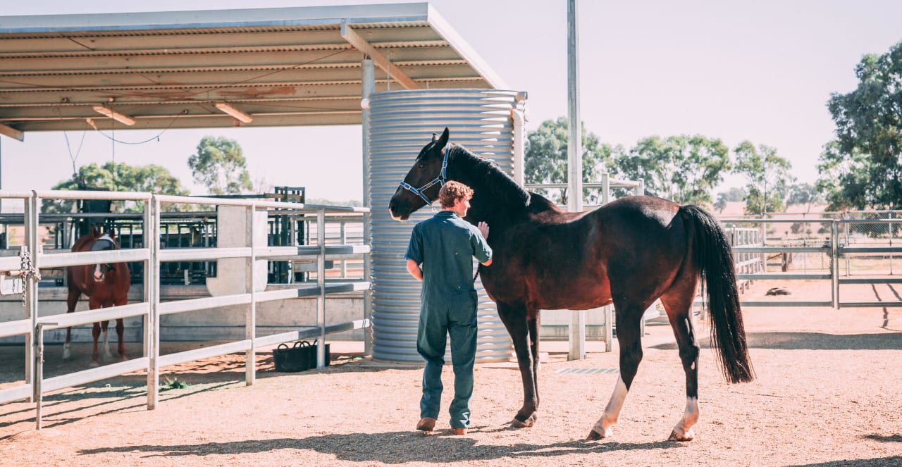 Charles Sturt University Bacharel em Biologia Veterinária / Bacharel em Ciências Veterinárias