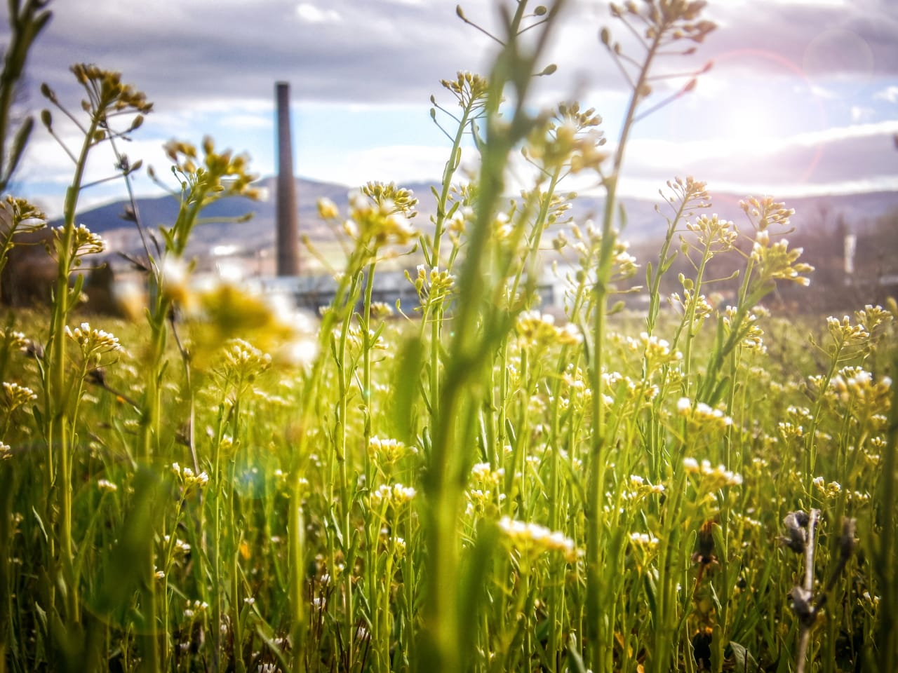 UBC PRISM Lab Ph.D. Project: Life cycle assessment and techno-economic assessment of heat stress monitoring/mitigation strategies for the livestock sector (funded, $30,000 annually for 4 years)