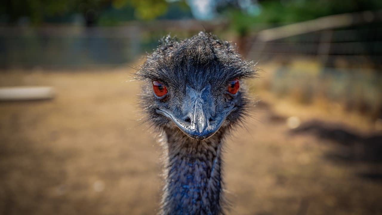 Emu School for Unicorns Recht en gerechtigheid voor Emoes