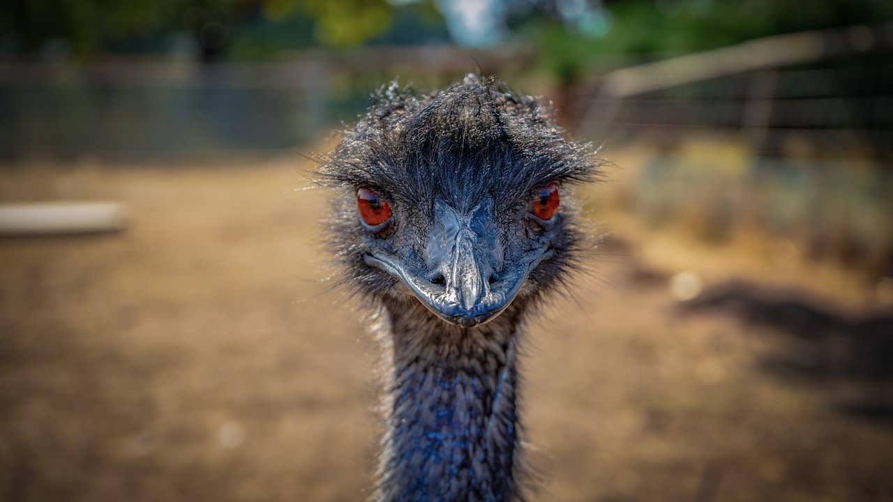 Emu School for Unicorns Droit et justice pour les émeus