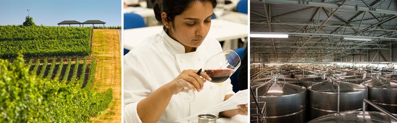 Culinary Institute Kul IN Programa de vinos