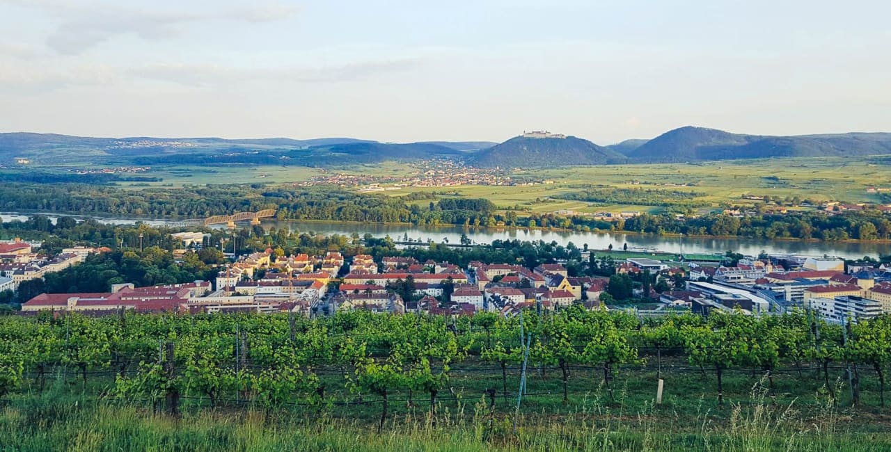 IMC Krems University of Applied Sciences Bachelor International Wine Business