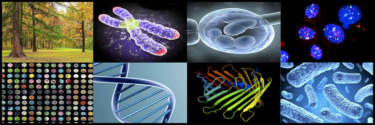 University of Pavia Mastergrad i molekylærbiologi og genetikk