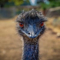 Emu School for Unicorns