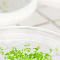 Swedish University of Agricultural Sciences