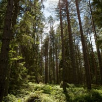 Swedish University of Agricultural Sciences