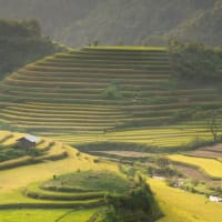 British University Vietnam