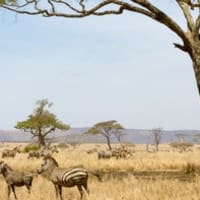 Mulungushi - ECAMPUS