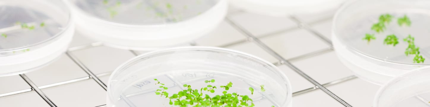 Swedish University of Agricultural Sciences Mestrado em Biologia Vegetal para Produção Sustentável