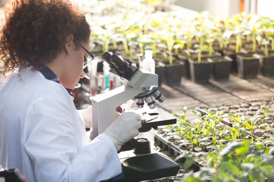 Biologist looking in microscope in greenhouse