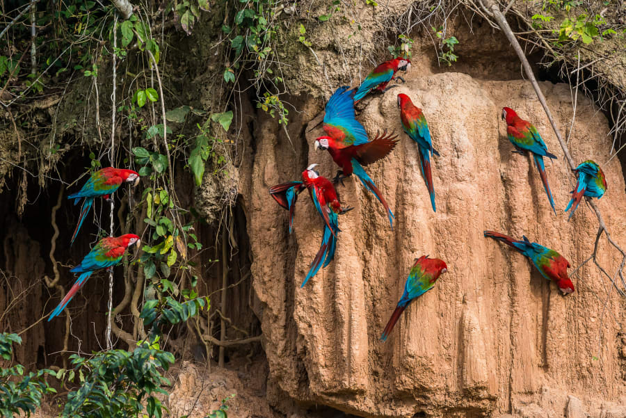 macaws in the peruvian Amazon jungle at Madre de Dios