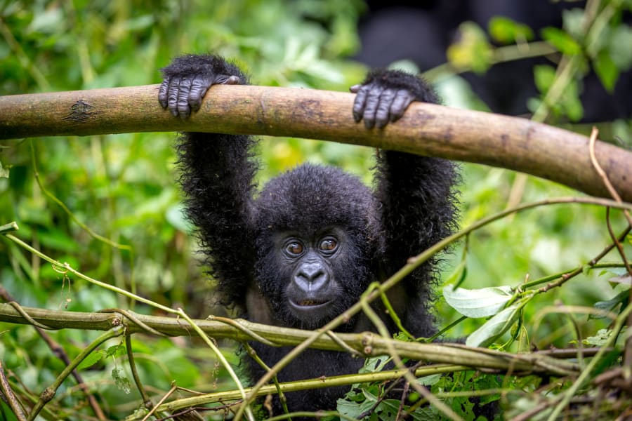 A baby gorila inside the Virunga National Park