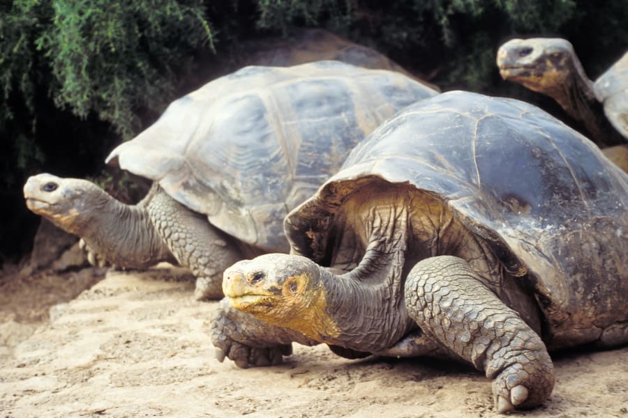 Giant tortoise, Galapagos Islands, Ecuador