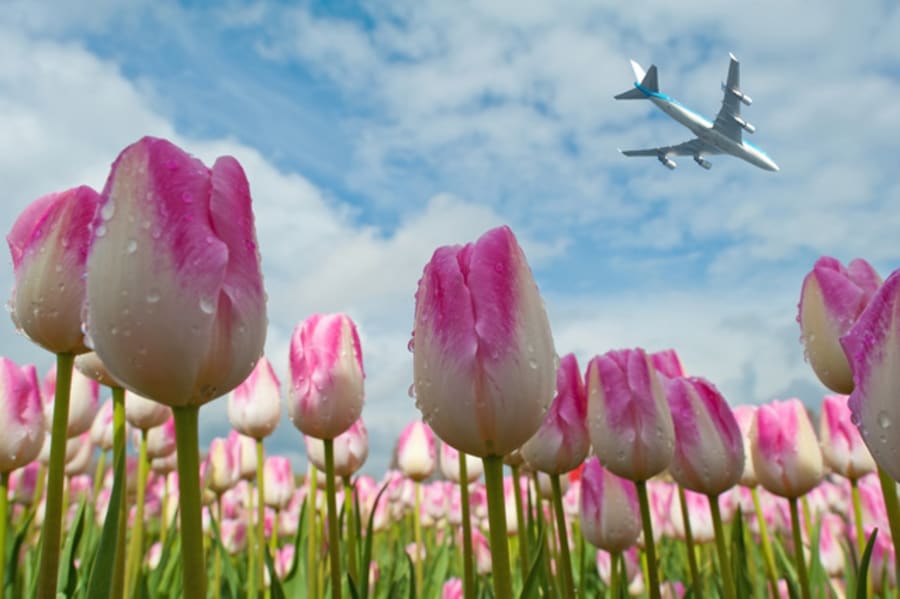 Plane flying over a field of tulips