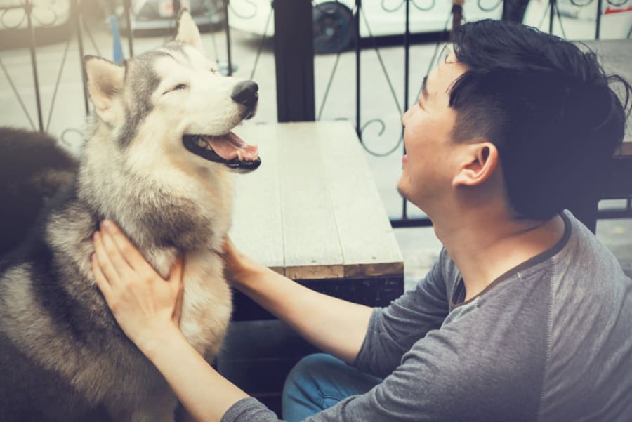 Young male dog owner playing happy Husky Siberian pet