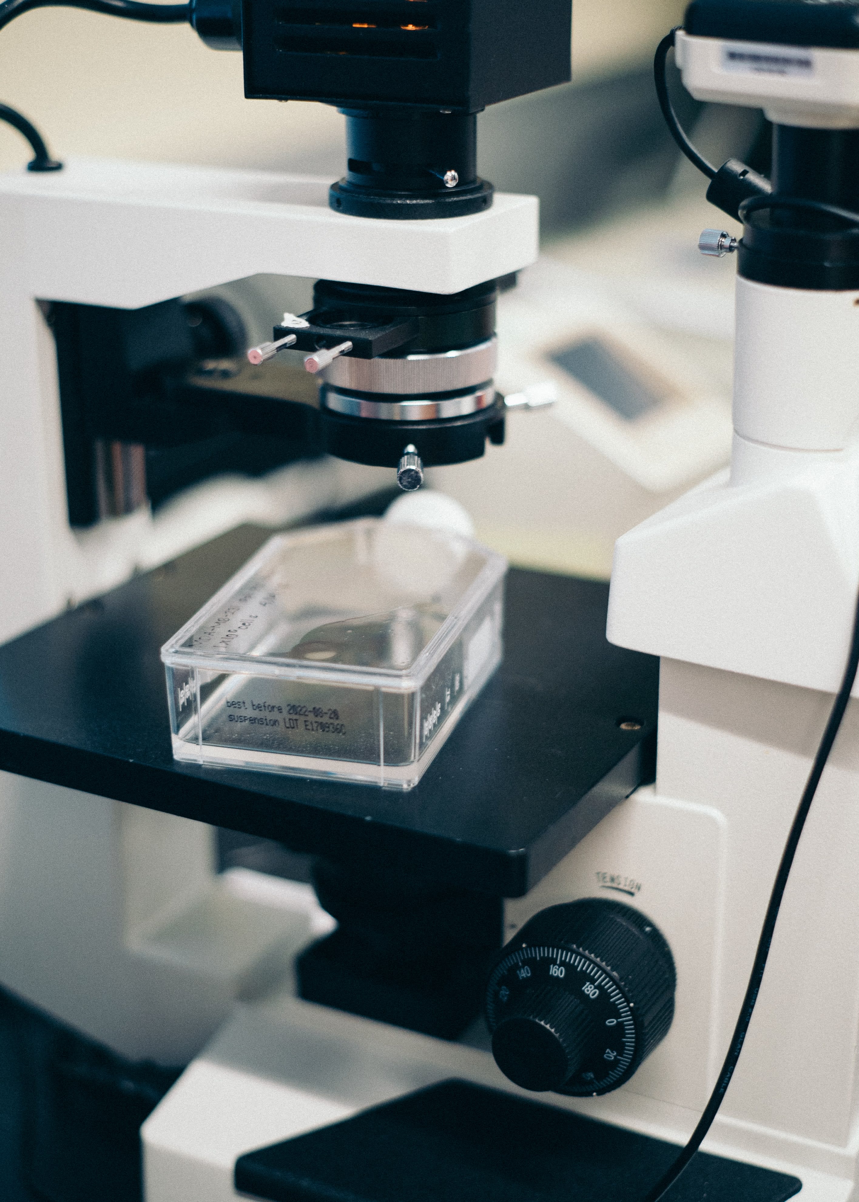 Een stamcelkweek wordt onder een microscoop bekeken.