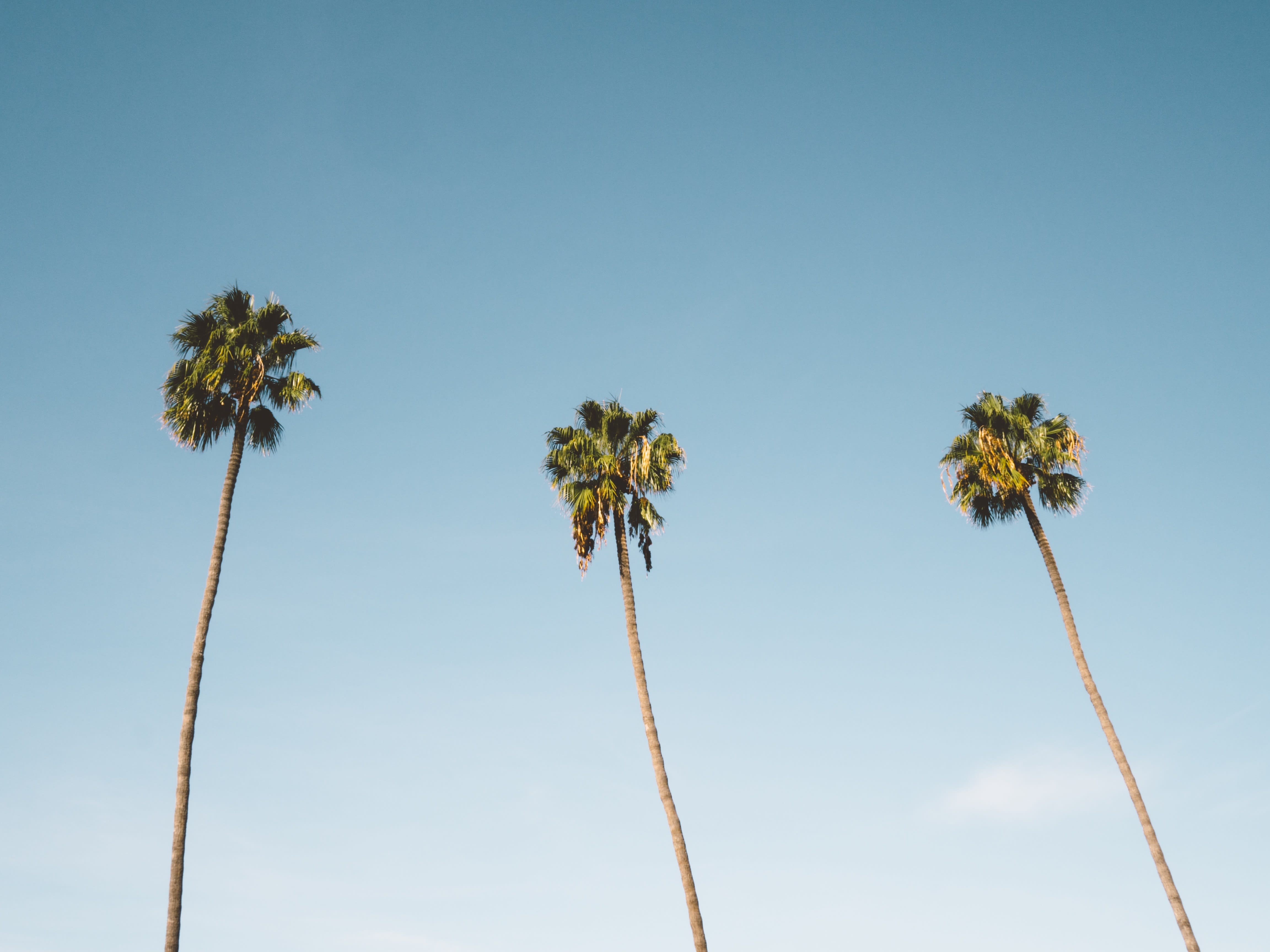 San Diego palm trees